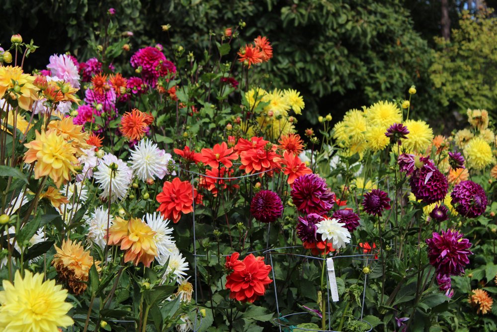 Peony type in the center, white Cactus on the left.