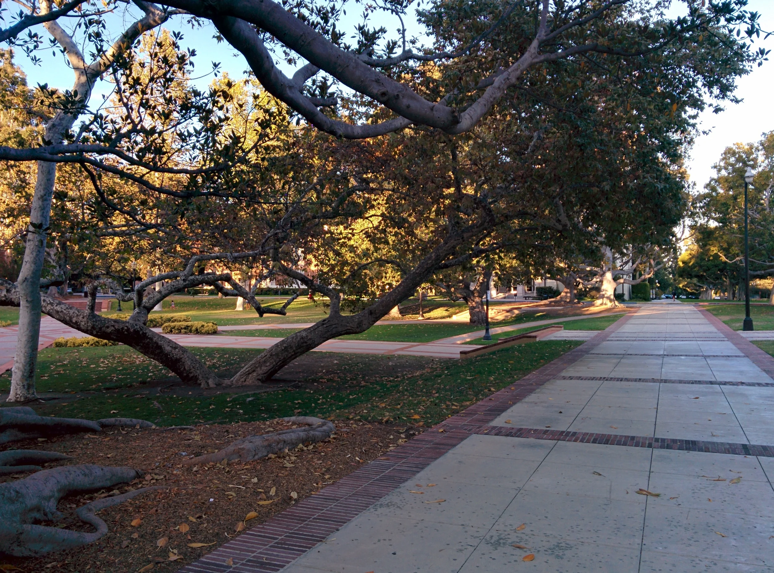 The trees have aged well.
