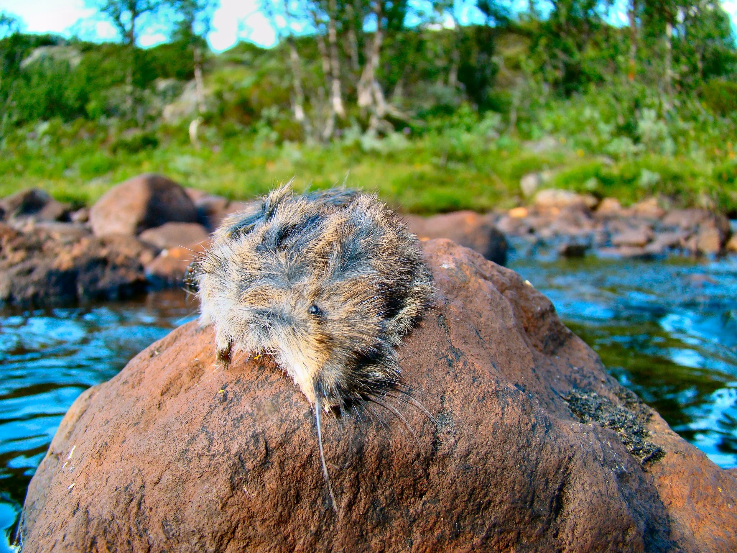With apologies to lemmings, who do not actually jump off cliffs like this in contrast to depictions such as the one from Disney's documentary "White Wilderness" (year of production: 1958). Photo courtesy of Bjørn Christian Tørrissen