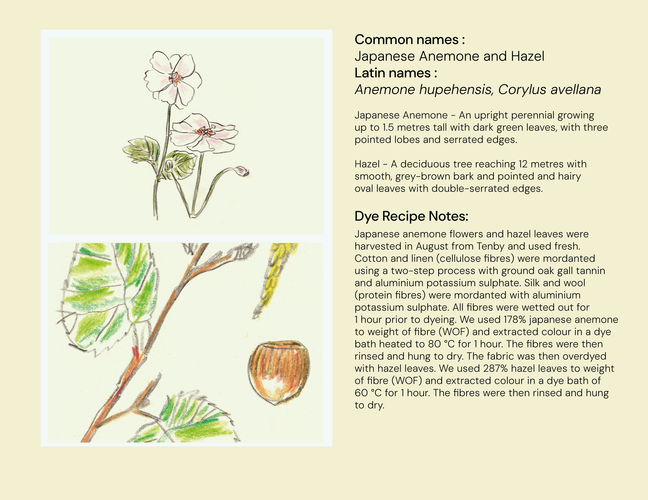51_Anemone_Hazel_Eng_eng.png