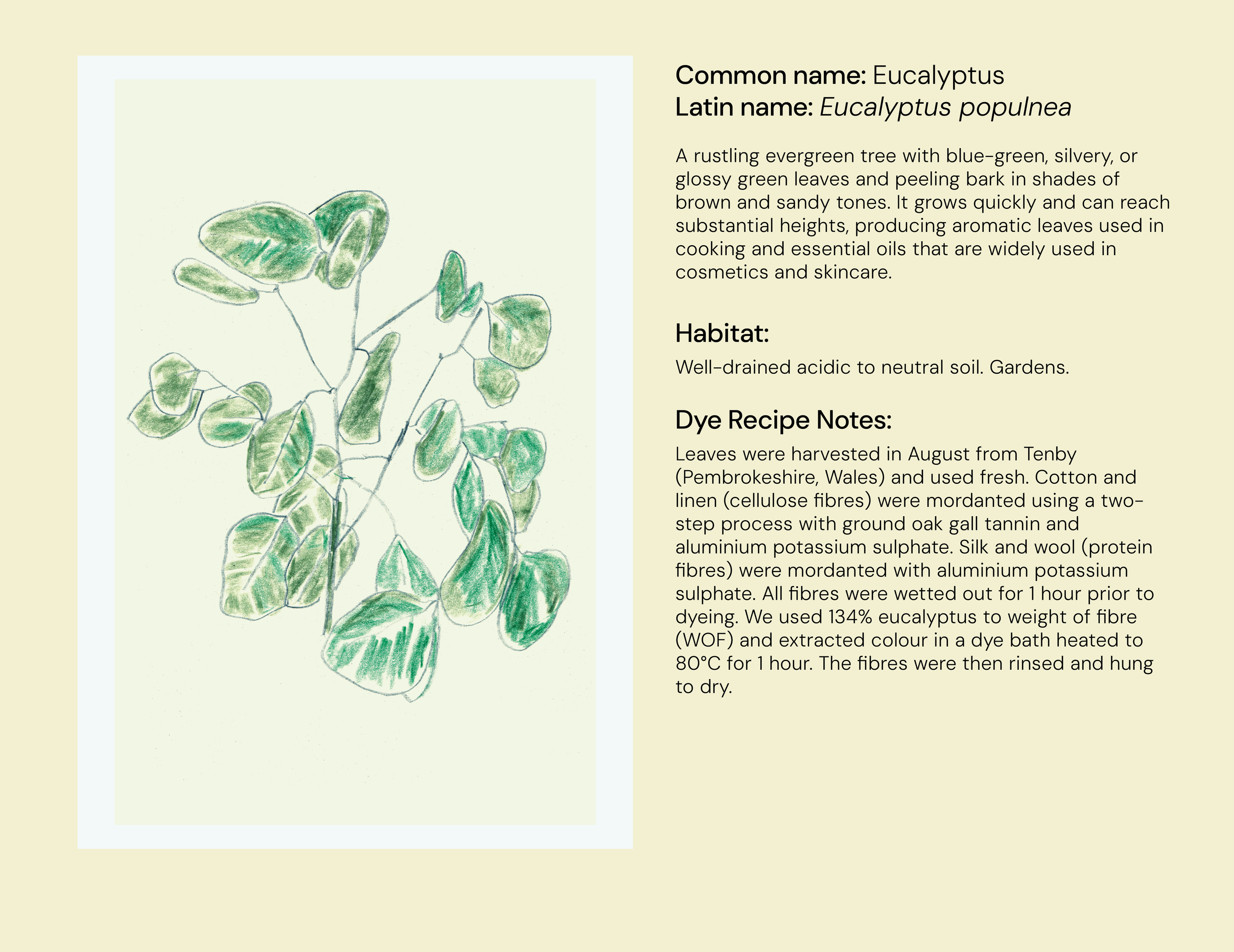 53_Eucalyptus_eng.png