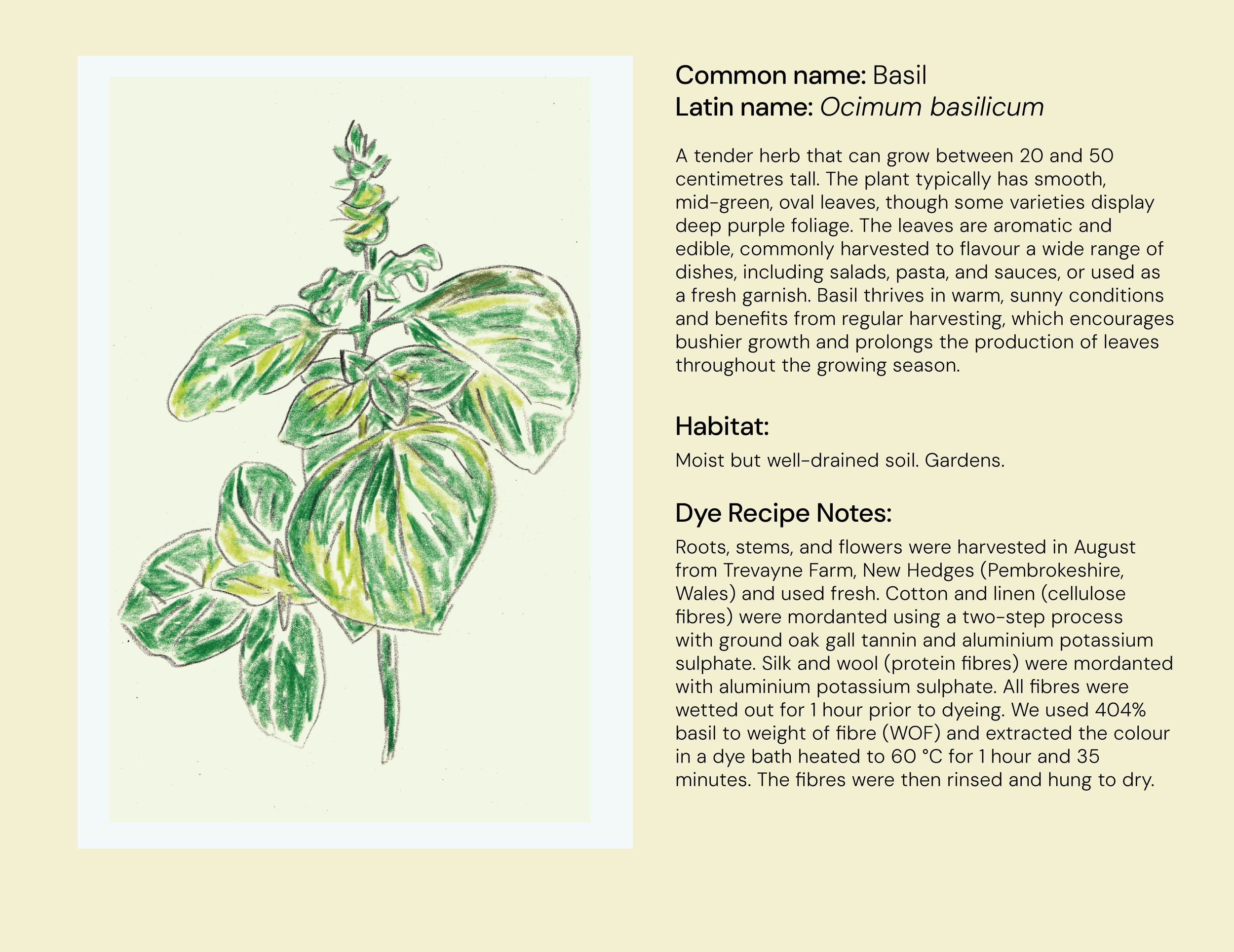 19_Basil_Eng.png