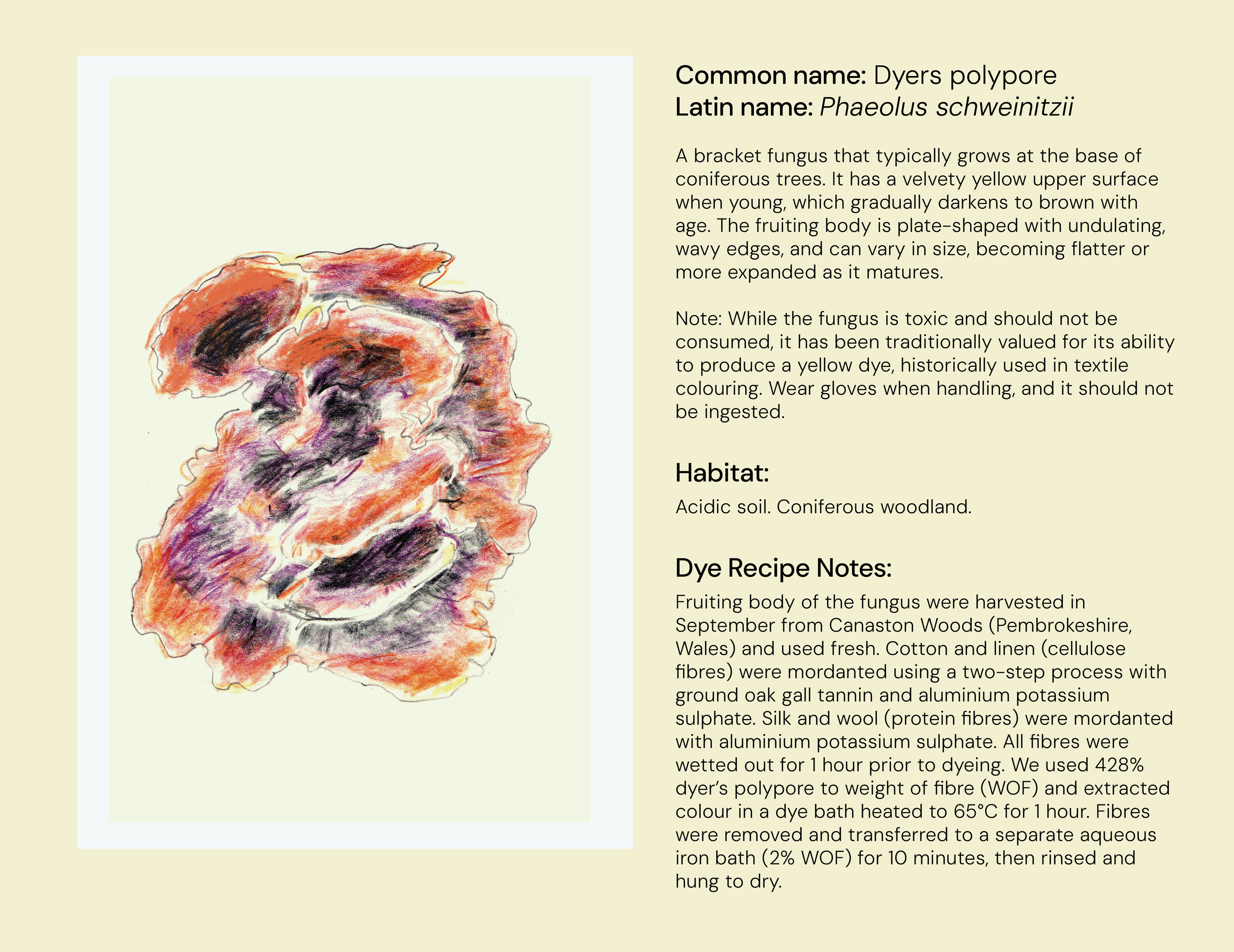 106c_Dyers_pop_eng.png