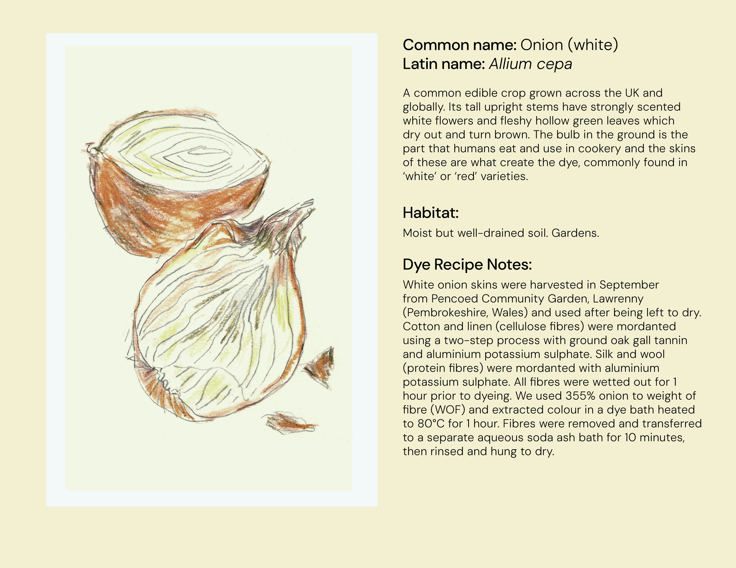 113c_Onion_white_eng.png