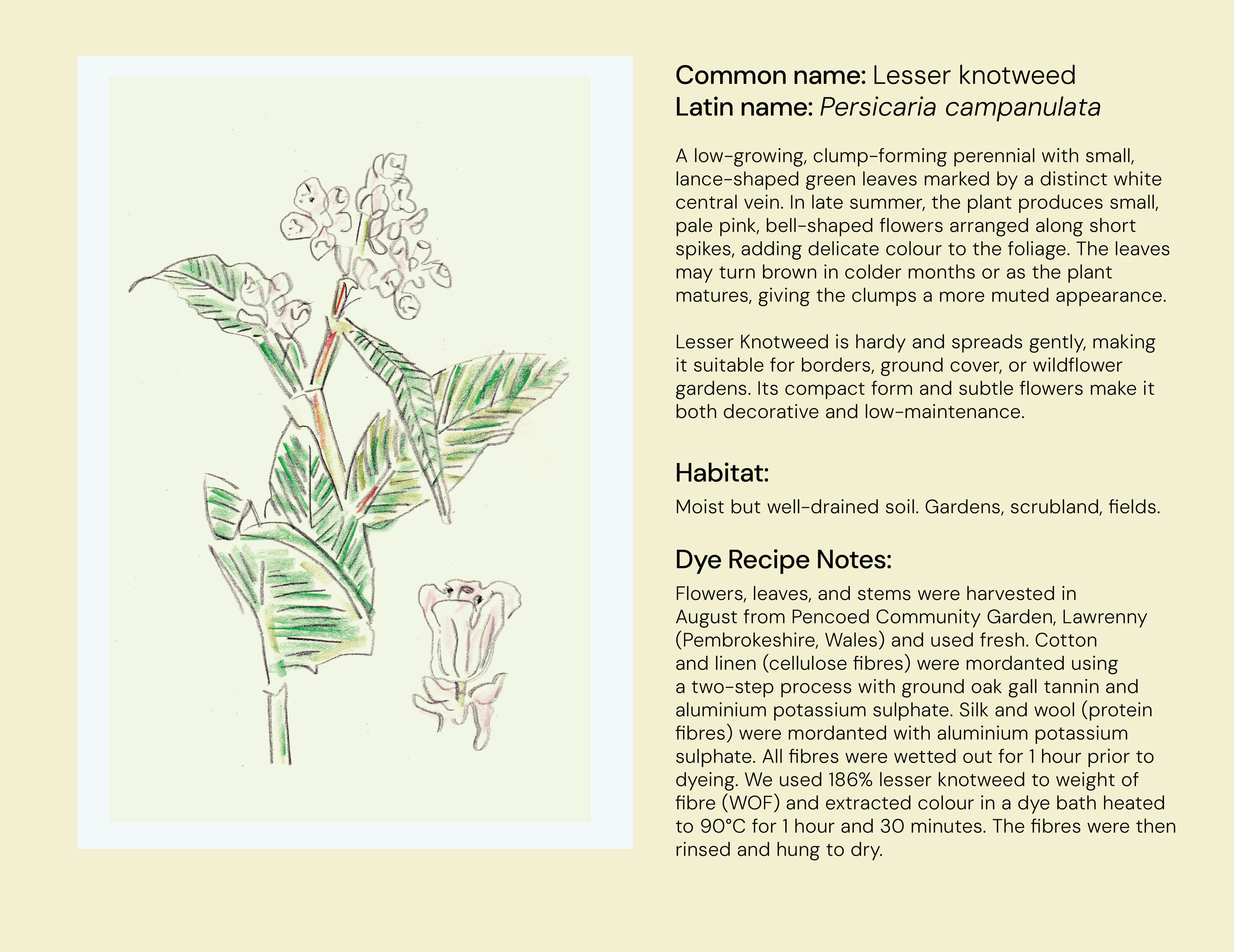 12_Lesser_Knotweed_eng.png