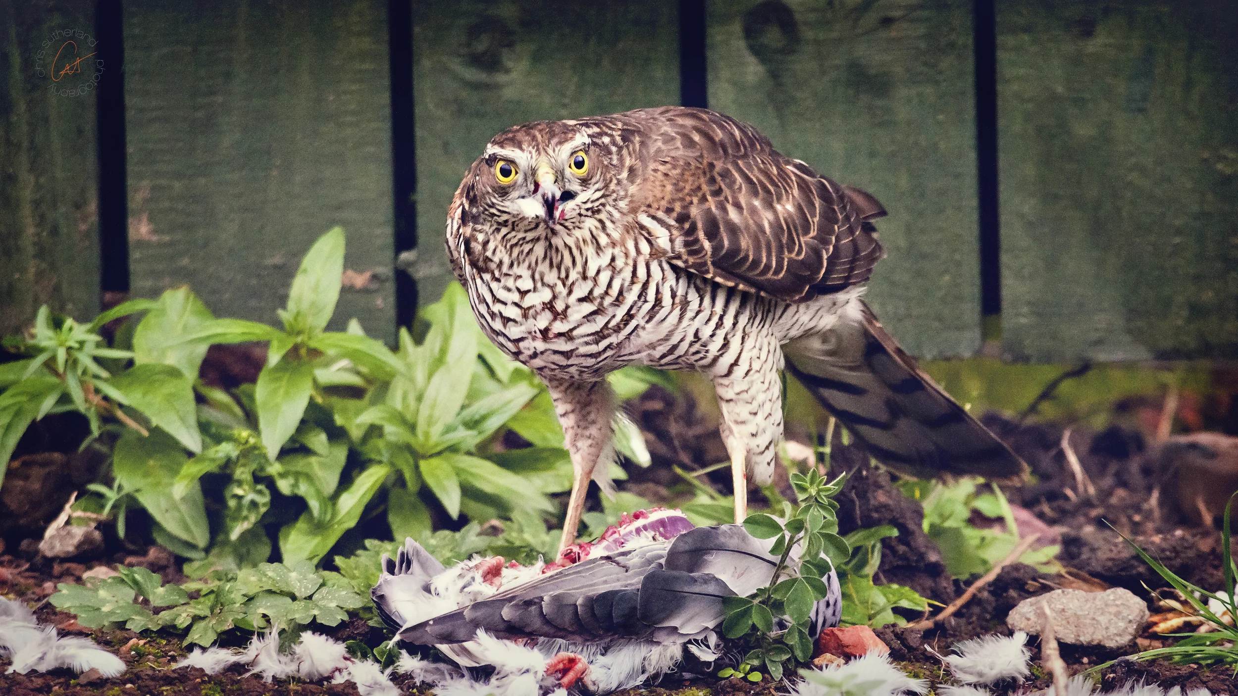 Hen Harrier.jpg
