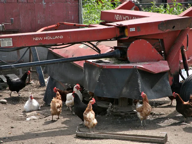 Hens.jpg