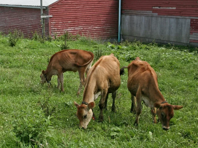 Calves.jpg