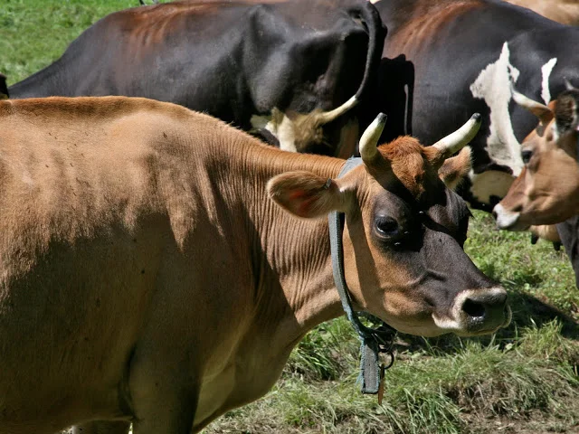 Large+cows.jpg