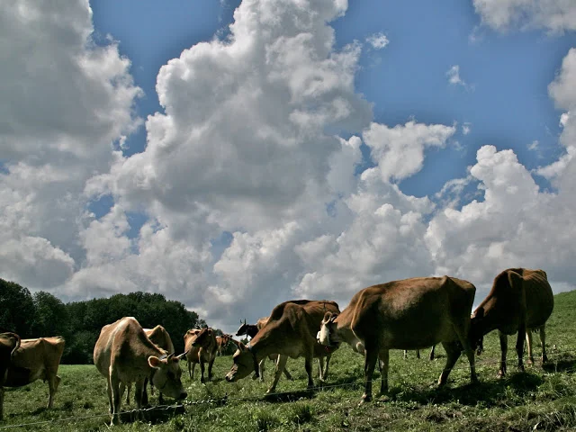 Cows+in+pasture.jpg