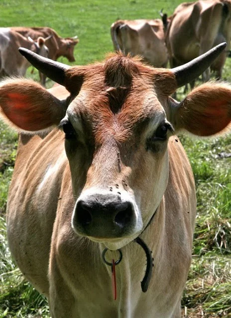 Cow+portrait.jpg