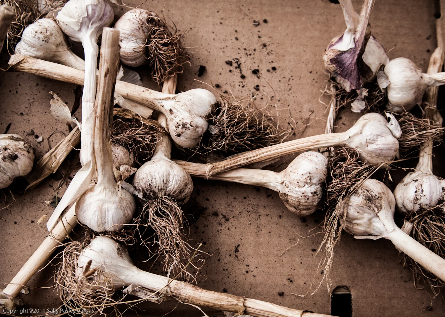 garlic for square space.jpg