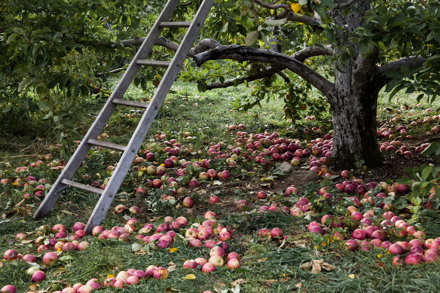 apple orchard ssplaces.jpg