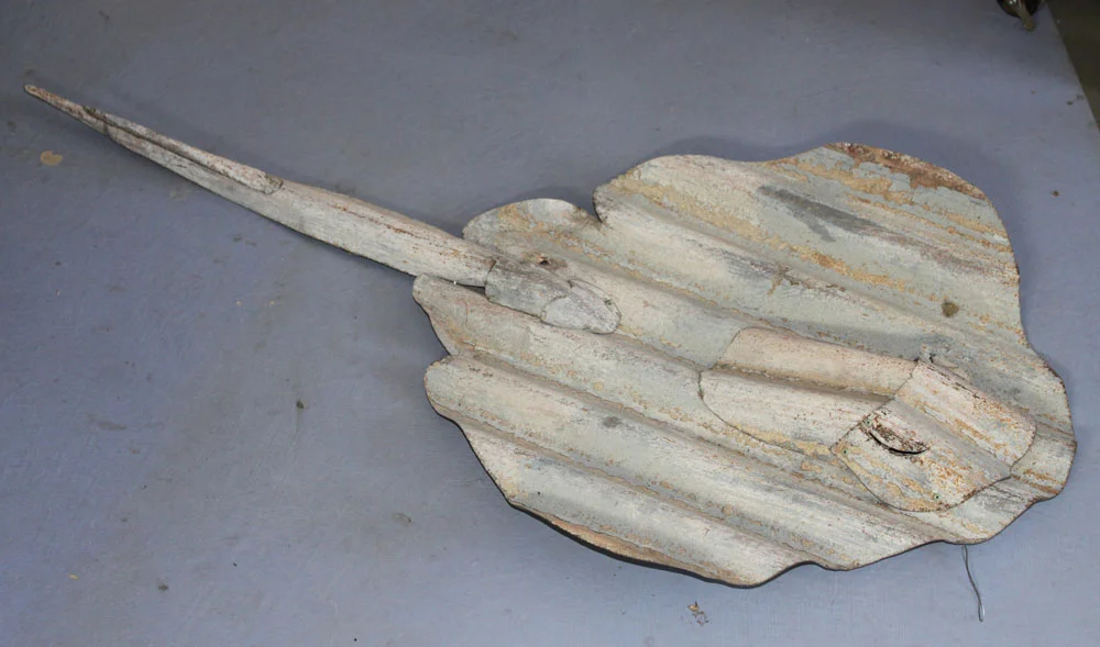 common galv ray