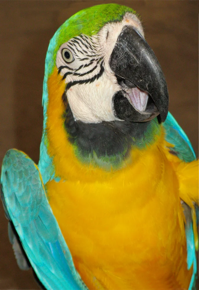 majestic macaw