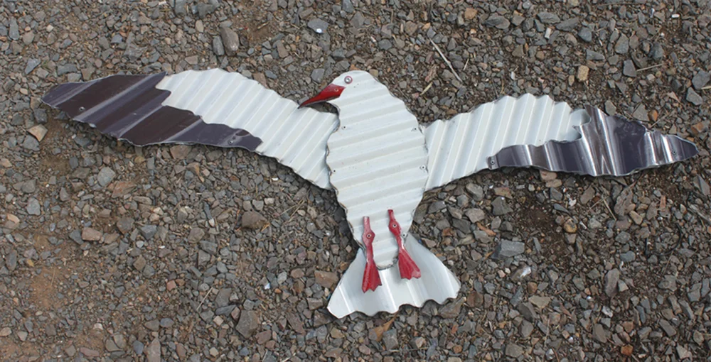 seagull - buy gull