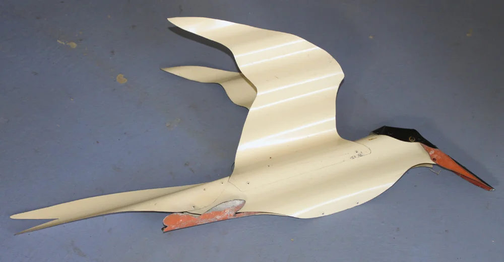 hooded tern