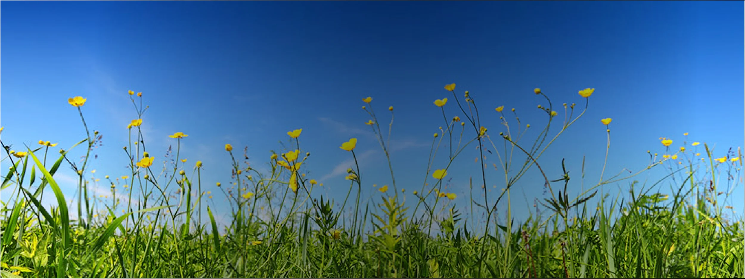 screen_flowers.jpg