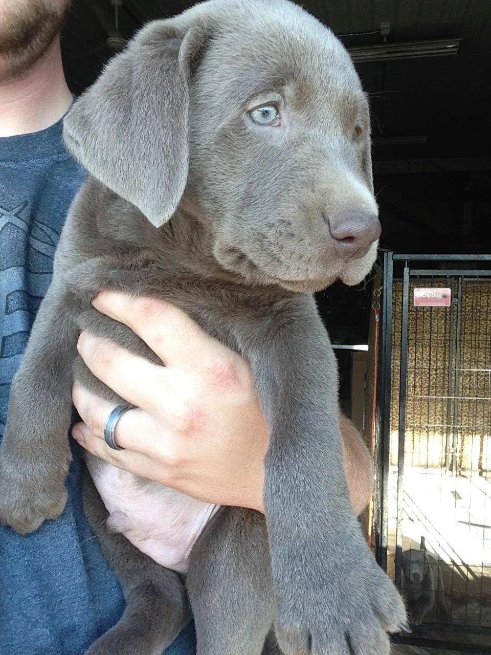 Puppies 1.jpg
