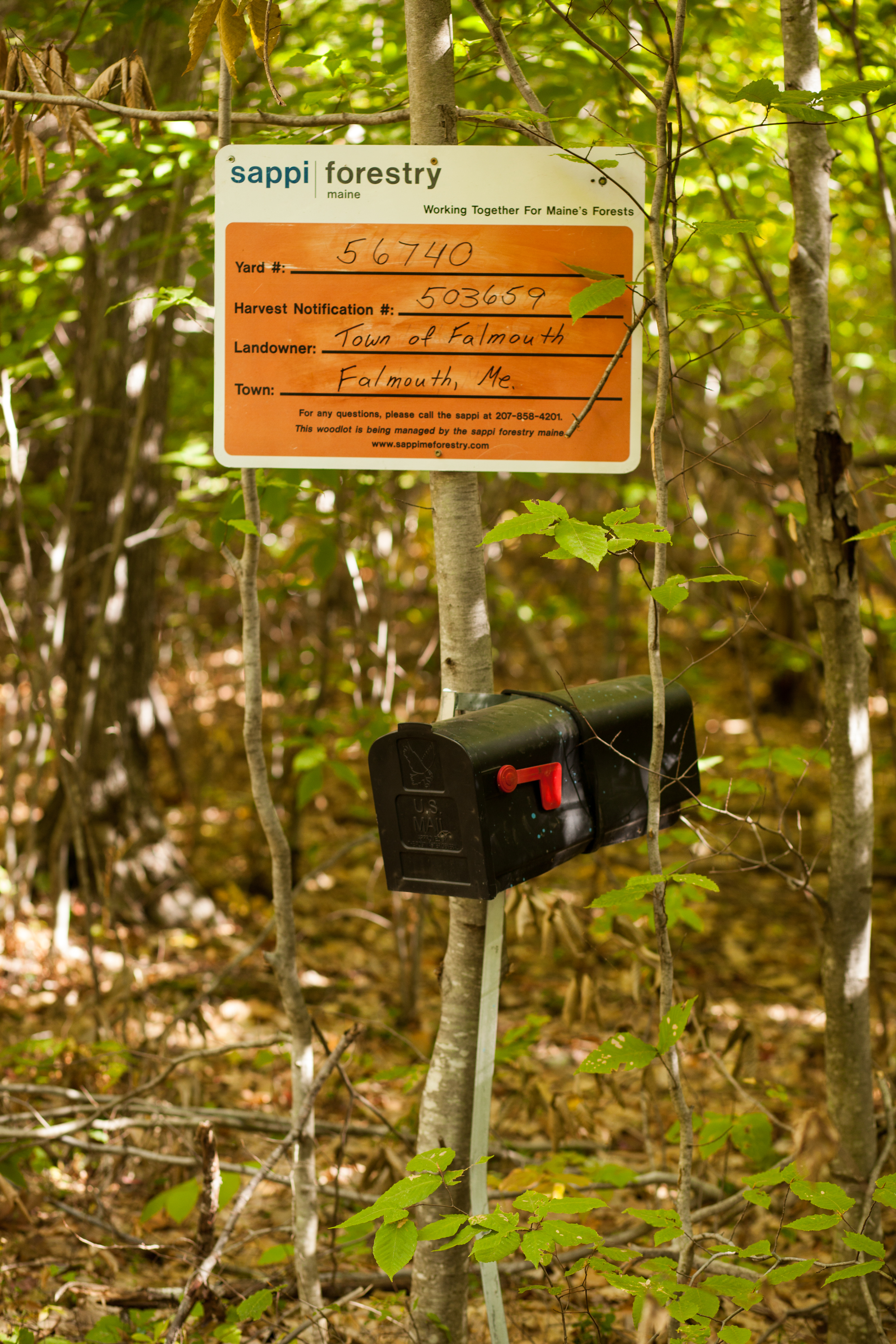 North Falmouth Sappi Forest_100217-382.JPG