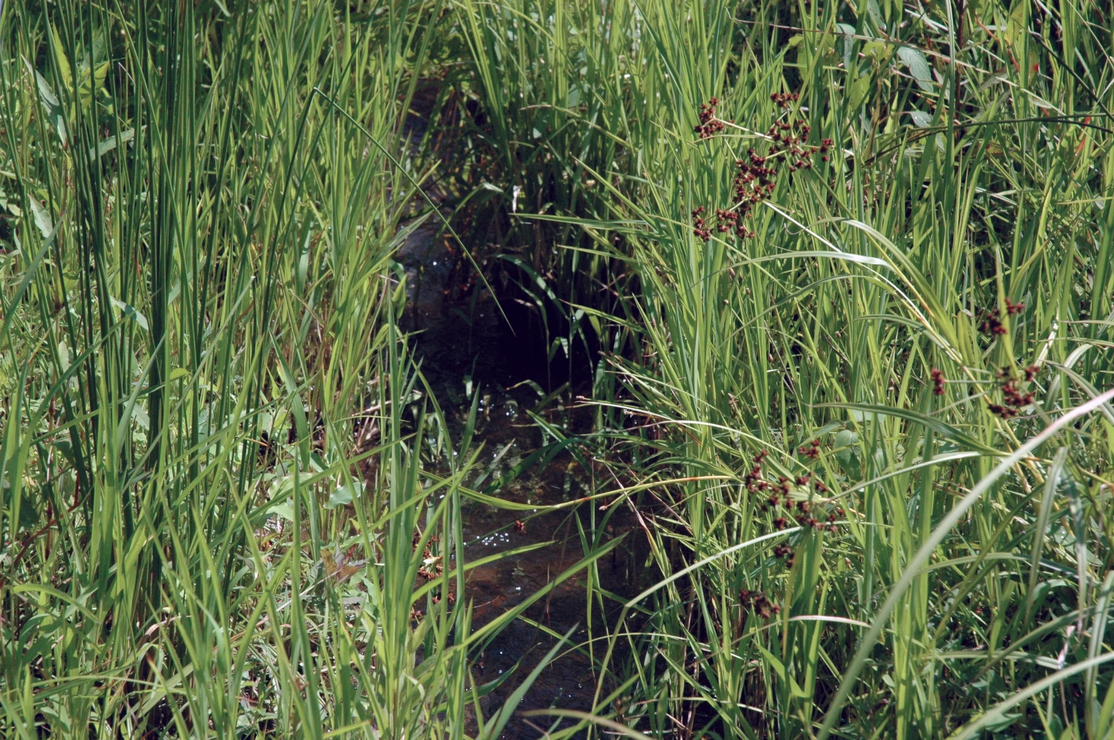 Stream Closeup 1.JPG