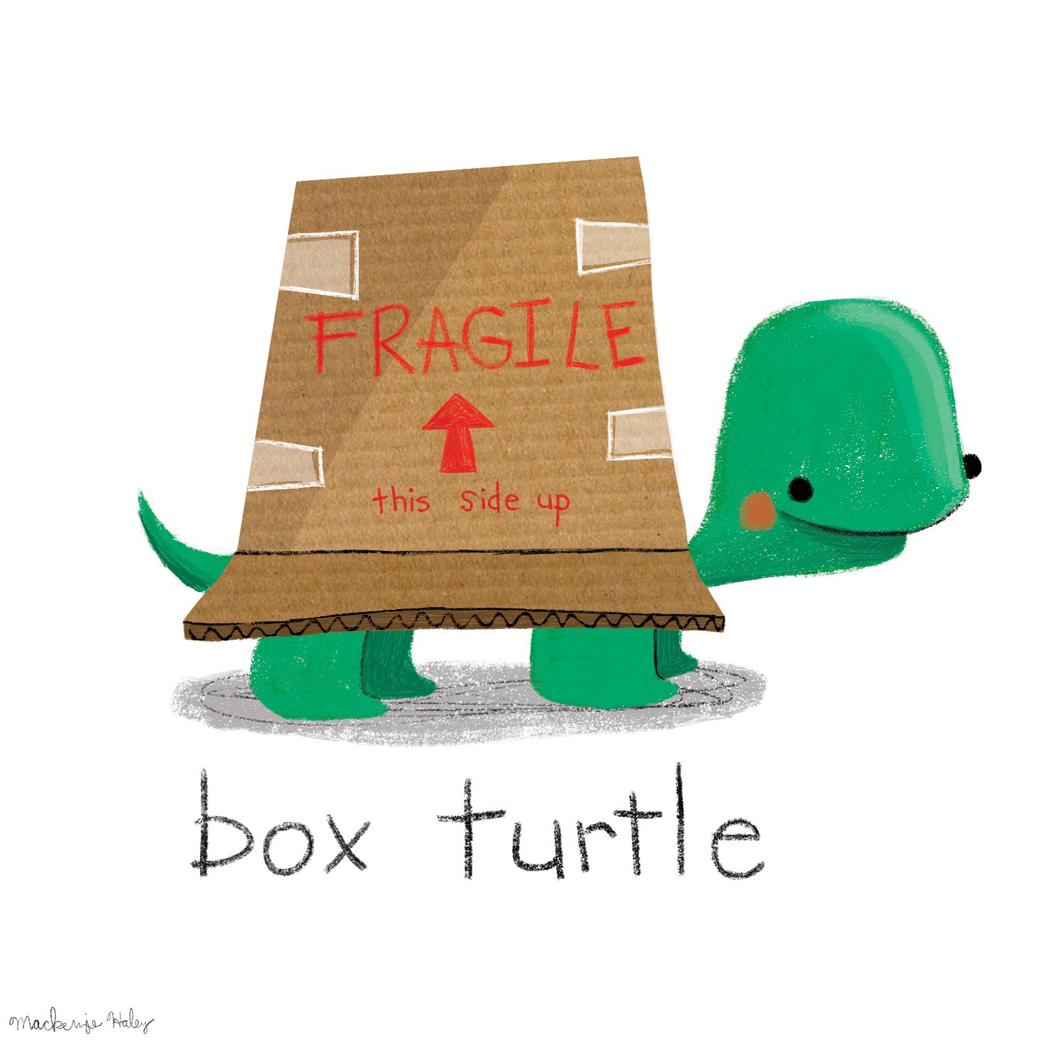 box turtle.jpg