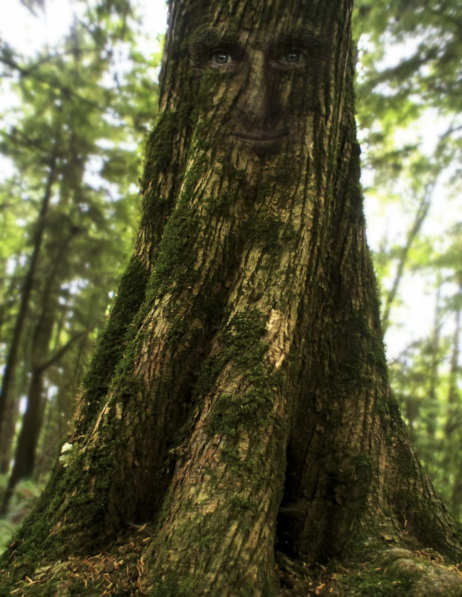 Tree.jpg