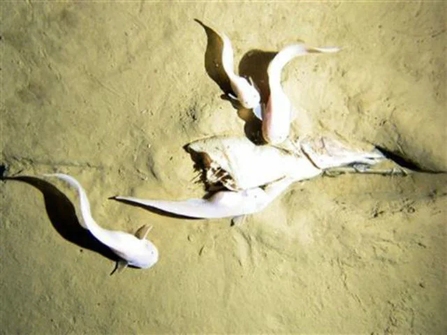 fish-ap_1394034662977_3299121_ver1.0_640_480.jpg