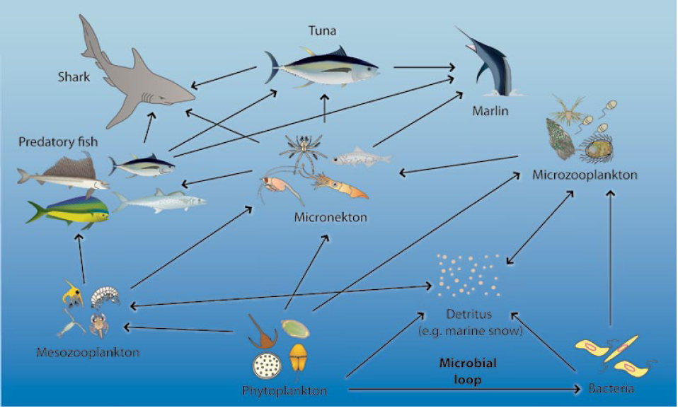 The Effects Of Harvest Regimes On Ecosystem Structure And Function Francisco Blaha