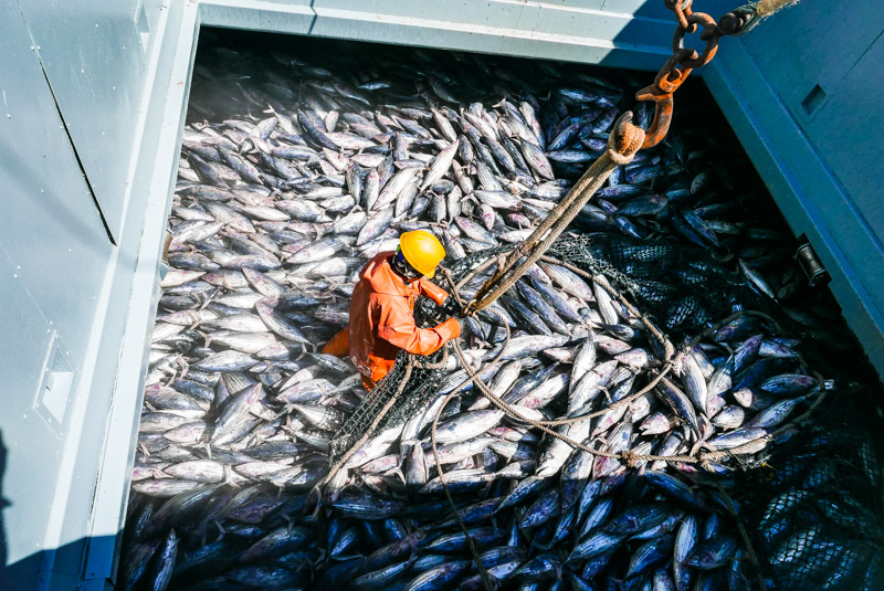 A day at the Fisheries Office in Noro — Francisco Blaha