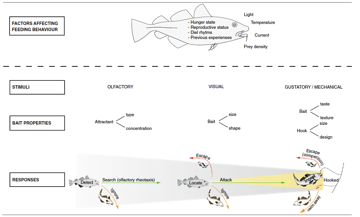 Fig 1: Fish behaviour to baited hooks—a multitude of interacting variables. Variables (internal and external) that affect fish behavior are shown above the broken line. Stimuli, bait properties and responses are shown at different distances