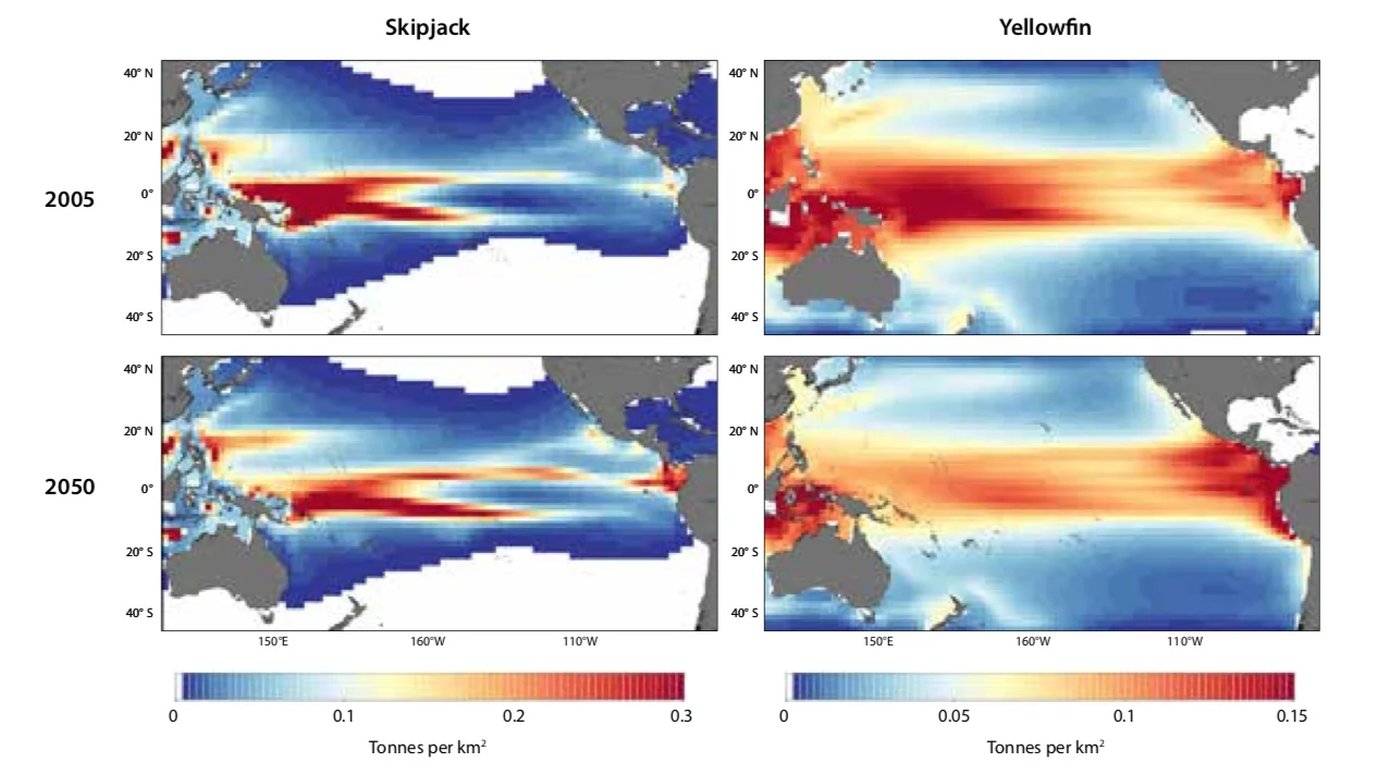 Figure 2. Projected distributions of skipjack and yellowfin tuna biomass in the Pacific Ocean in 2005, and in 2050 under a high greenhouse gas emissions scenario