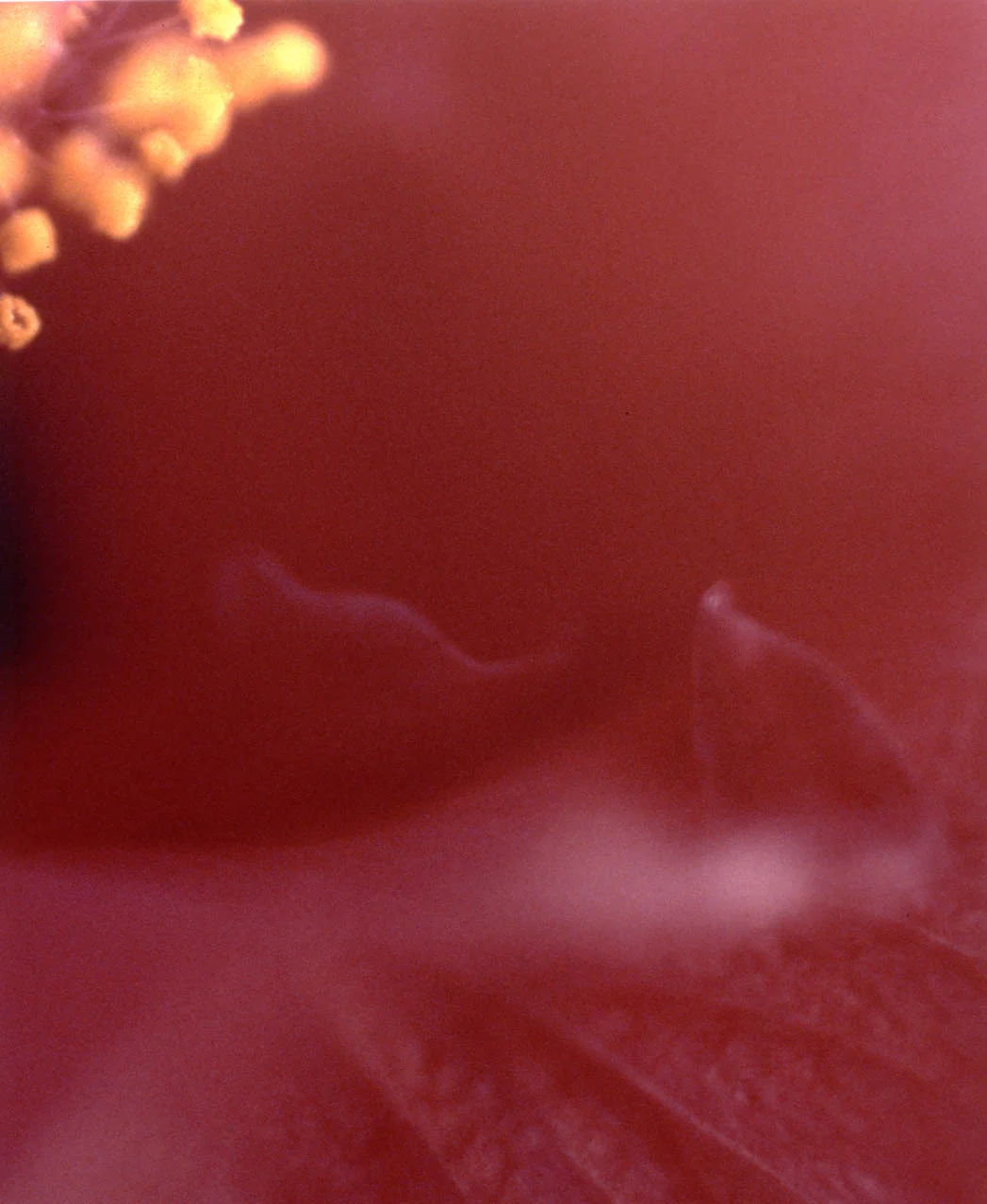 Hibiscus01HR.jpg