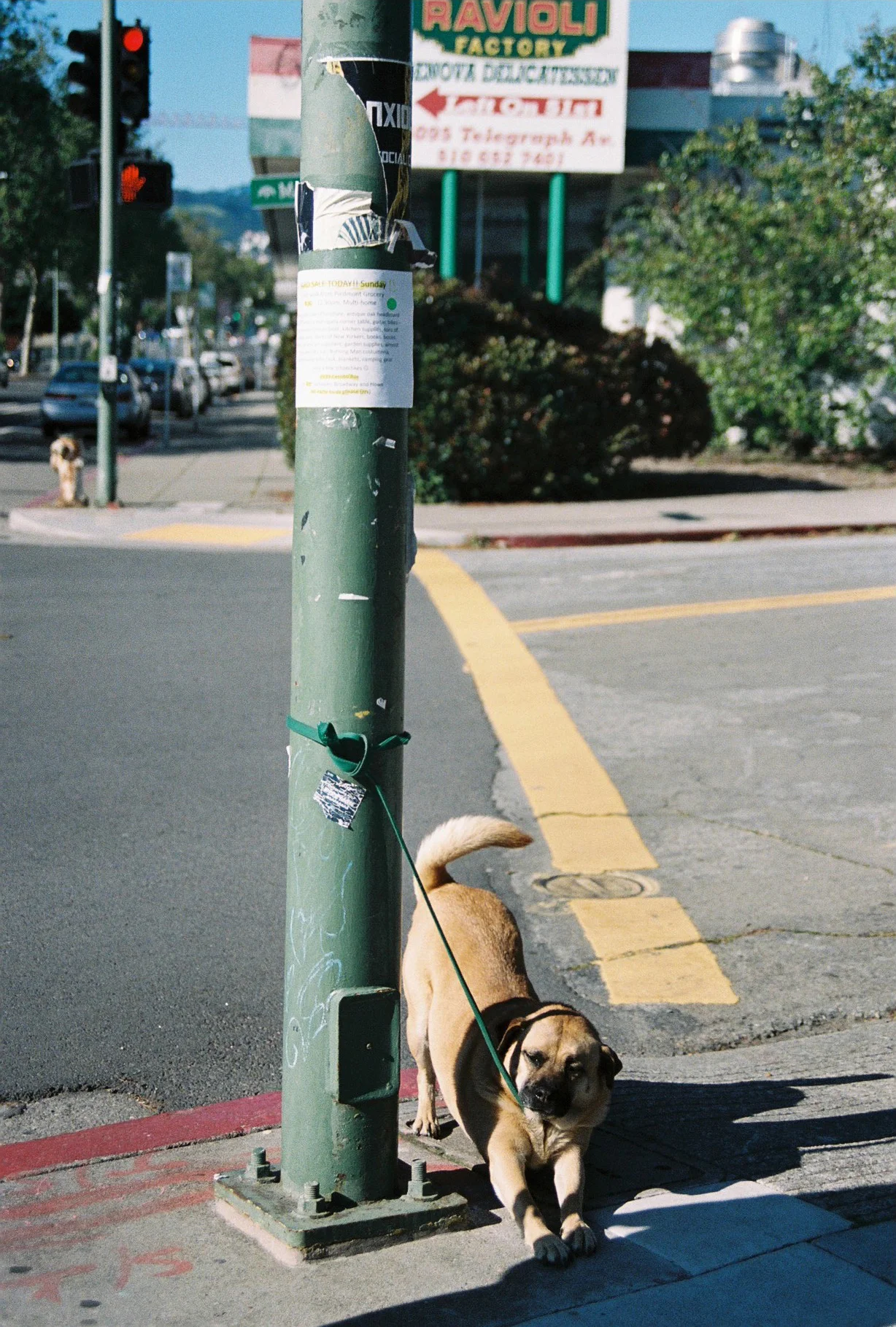 Dogs On Camera