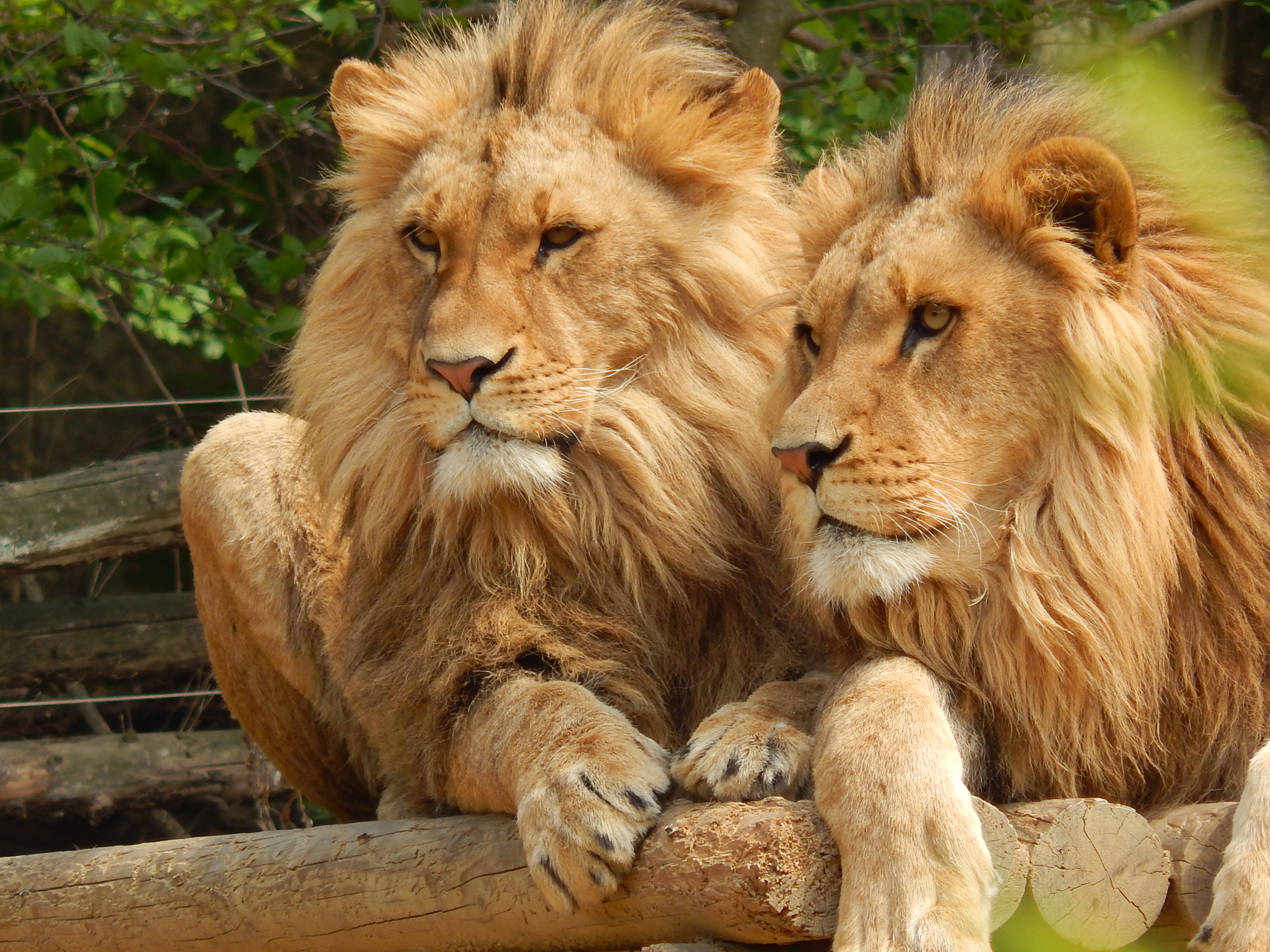 Kings of the Jungle (I am really proud of this picture)