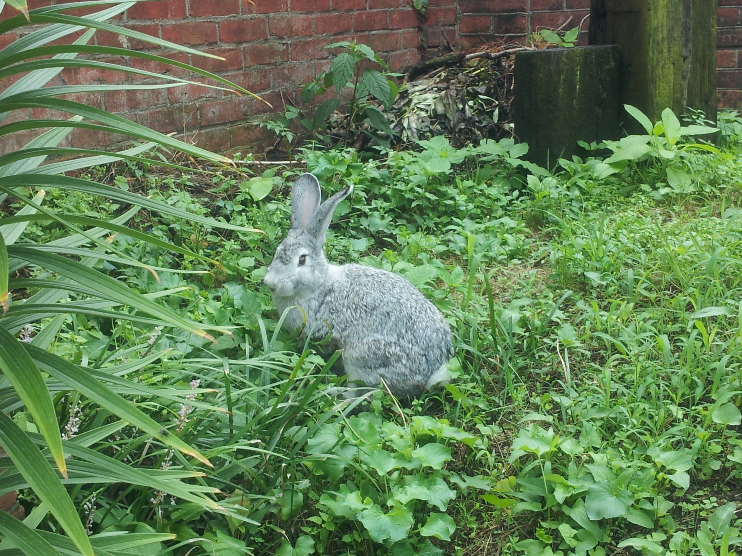 The Joseon rabbit!
