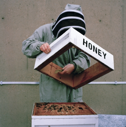 Lynda Laird, Urban Beekeeping , 2014