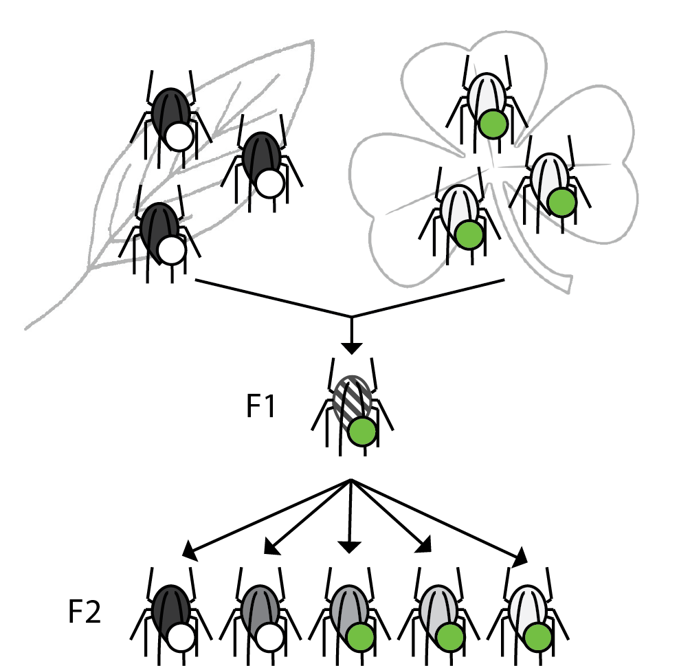 cross.png