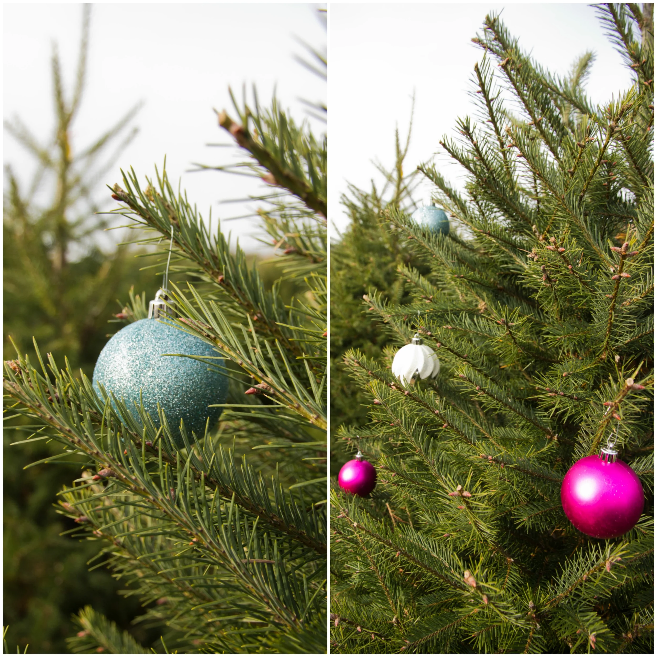 Tree.jpg