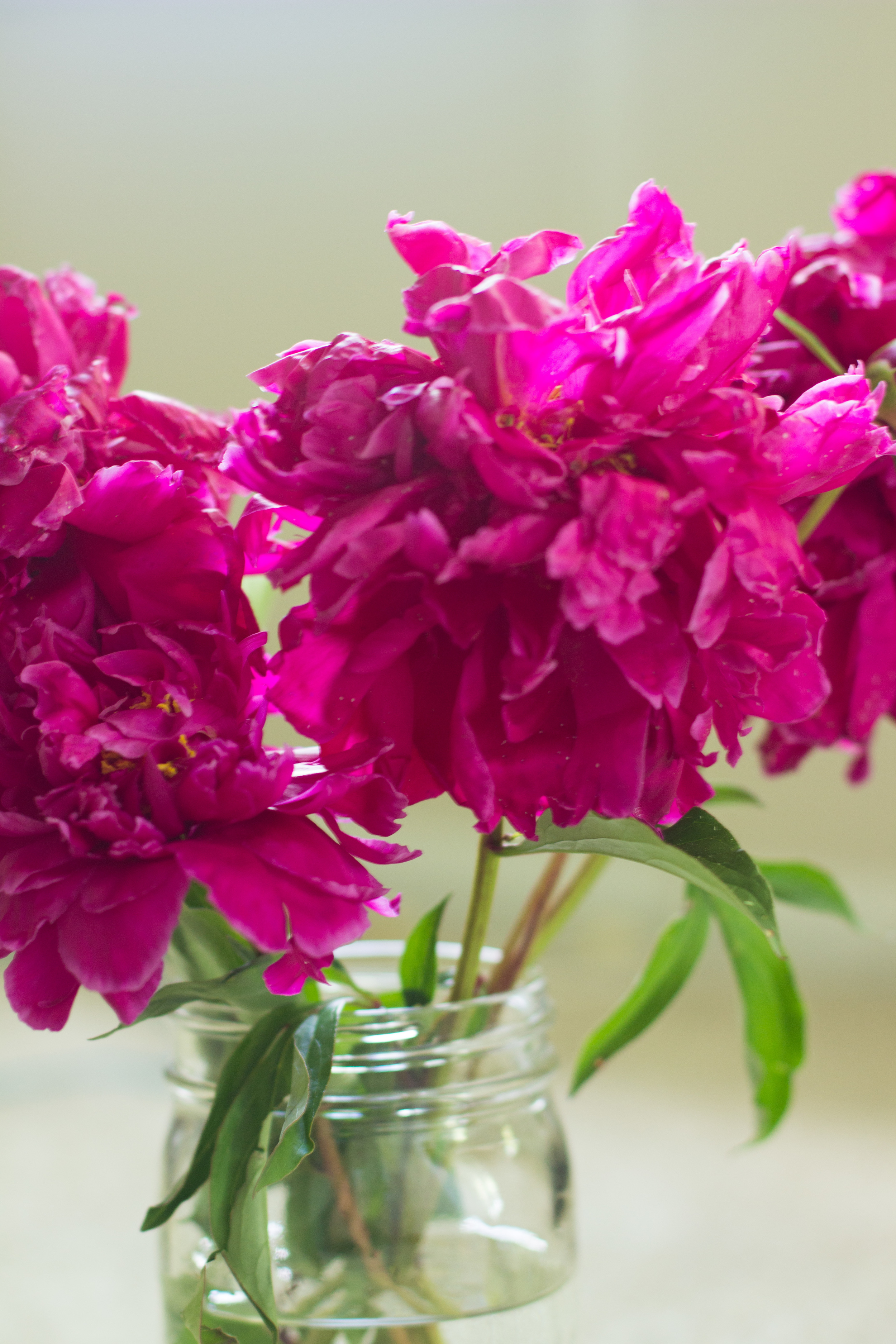 Flower-5547.jpg