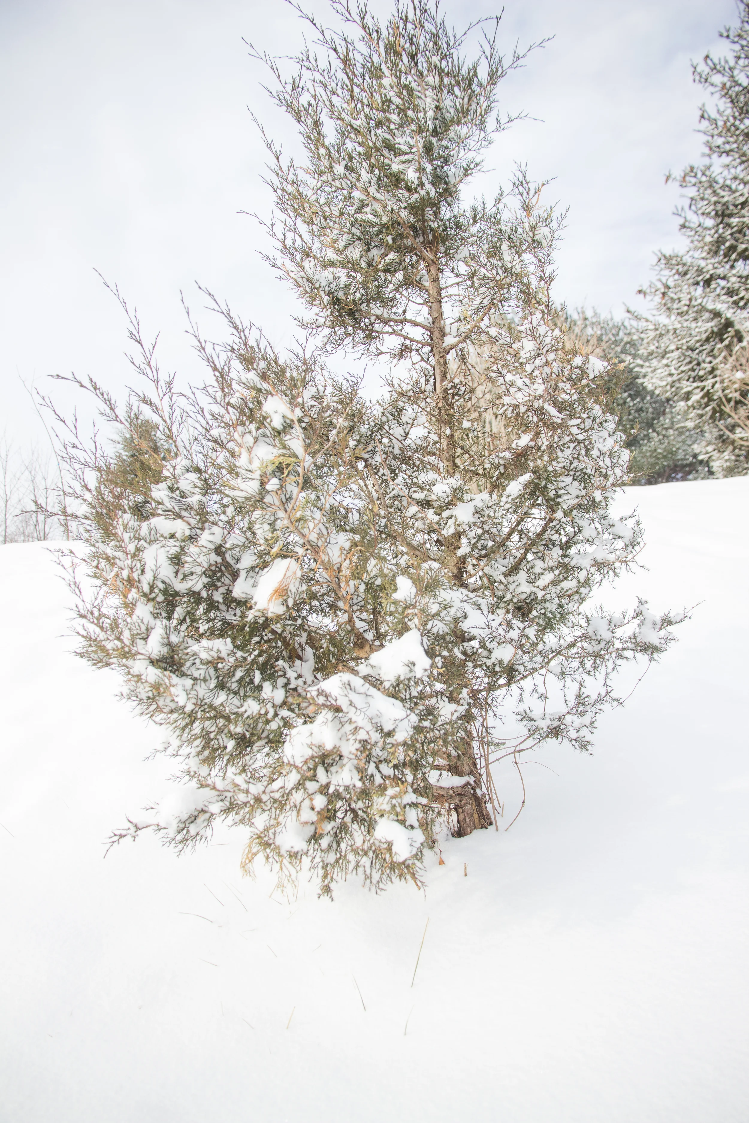 SnowDay-3.jpg