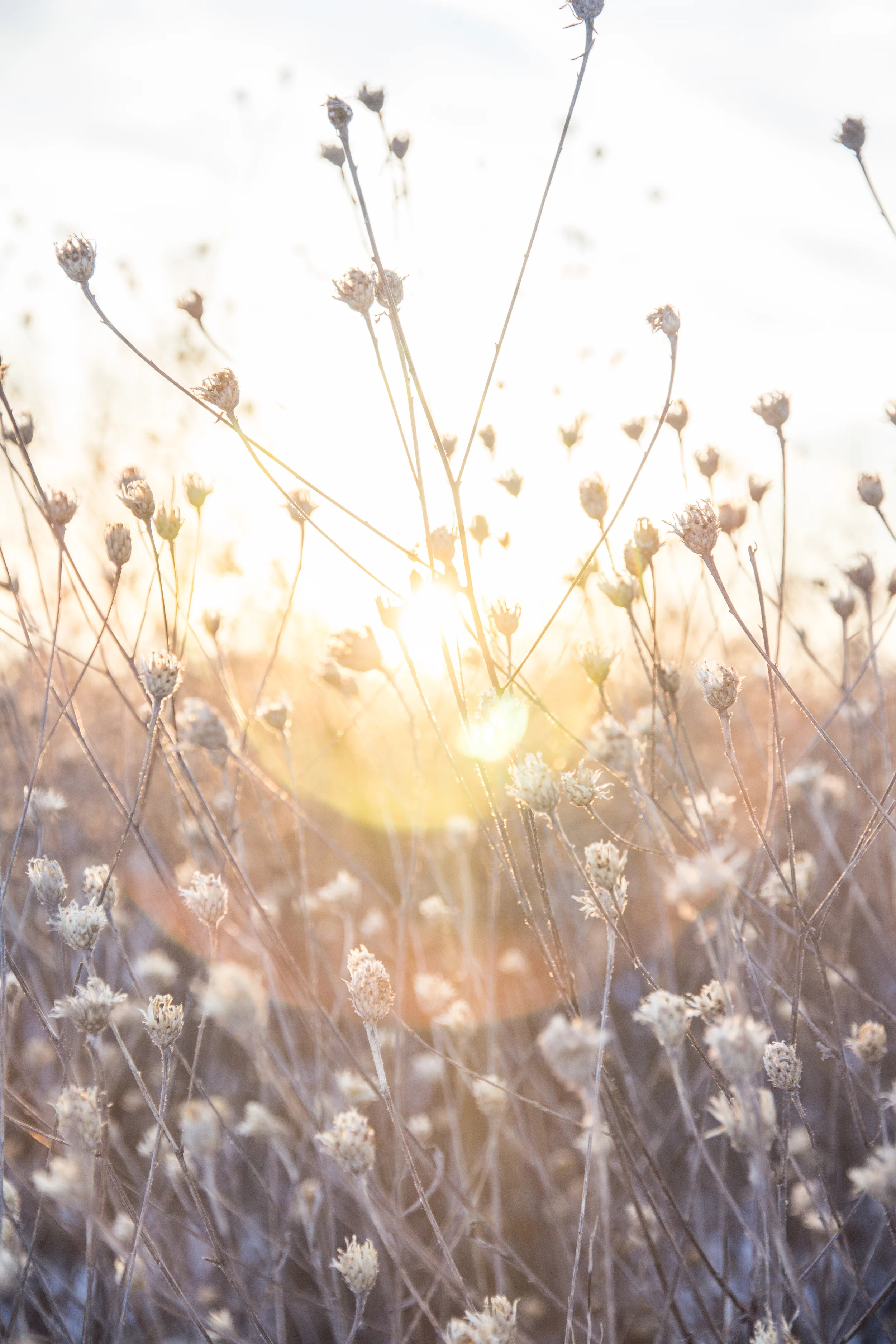 SunsetConservancy-18.jpg