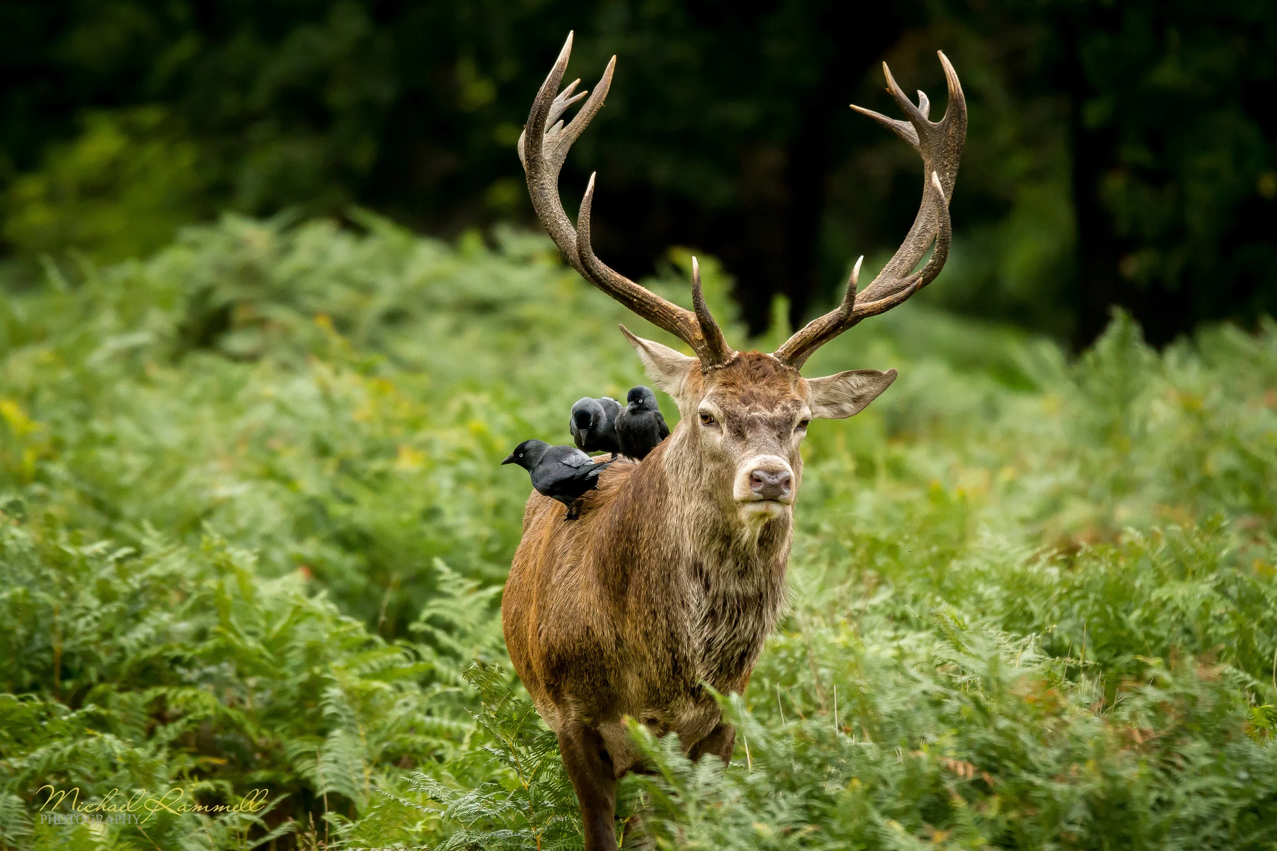 RammellPhotography.com_Richmond Park 2013-09-6.jpg