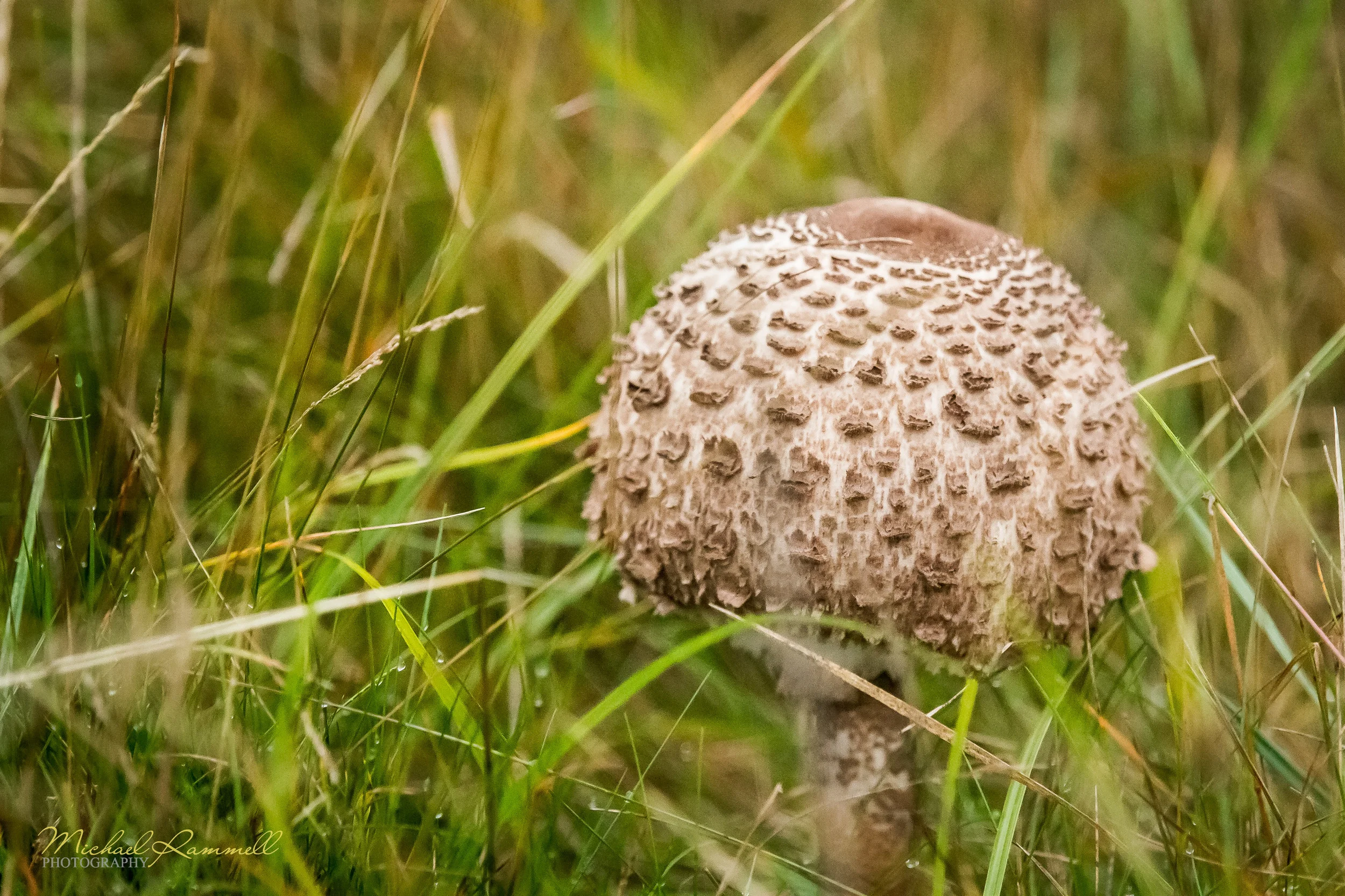RammellPhotography.com_Richmond Park 2013-09-3.jpg