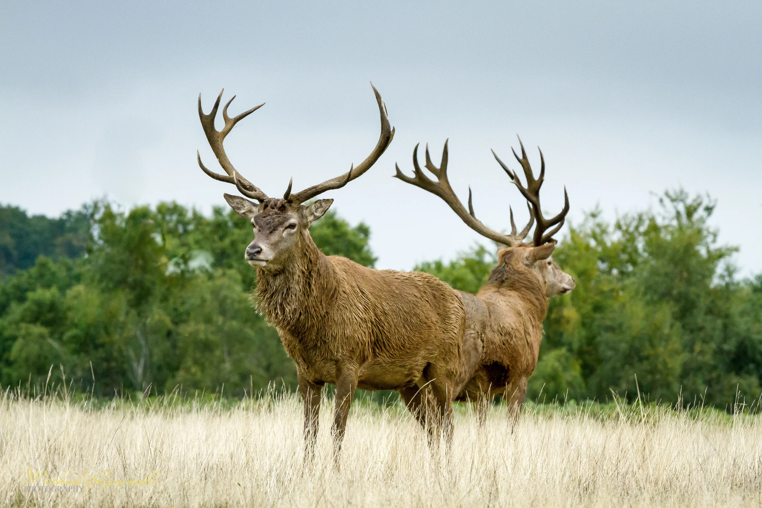RammellPhotography.com_Richmond Park 2013-09-1.jpg