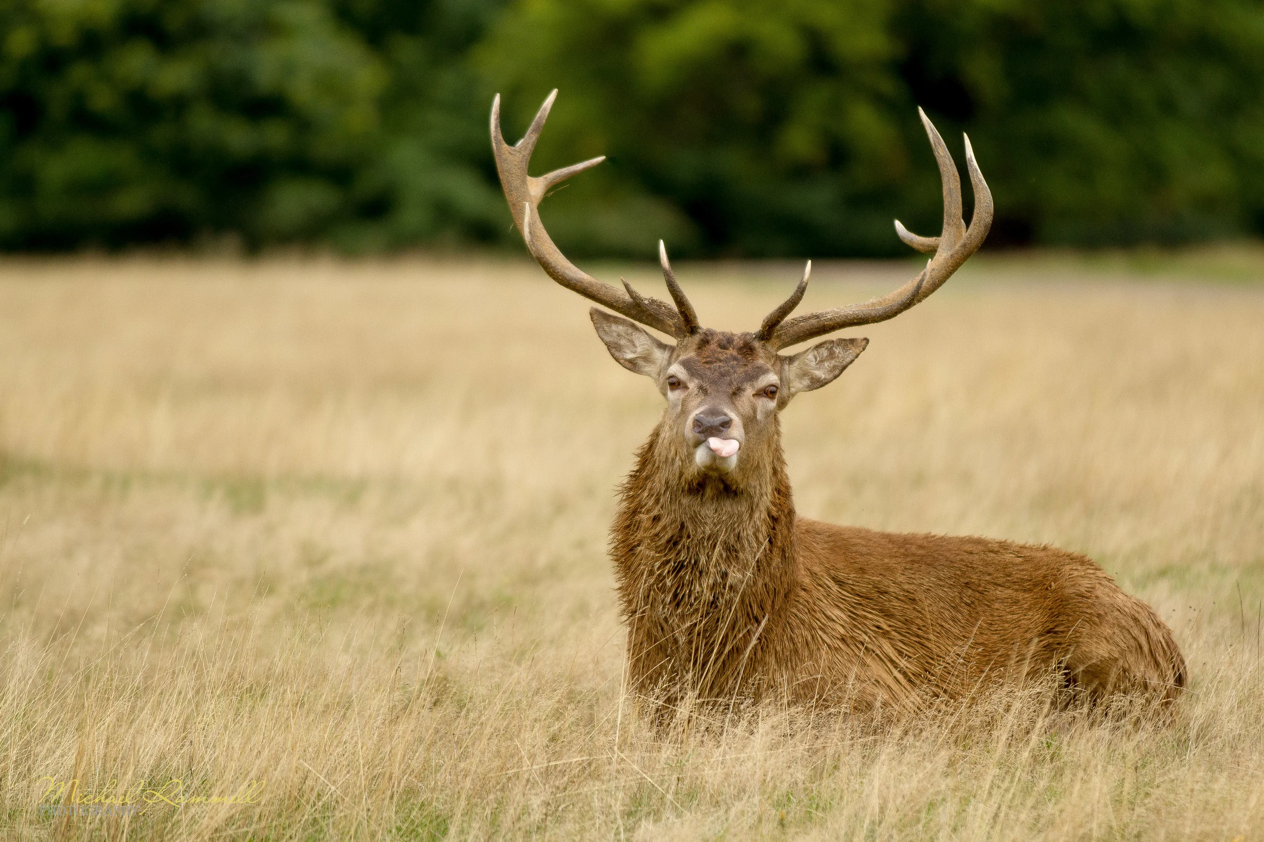 RammellPhotography.com_Richmond Park 2013-09-2.jpg