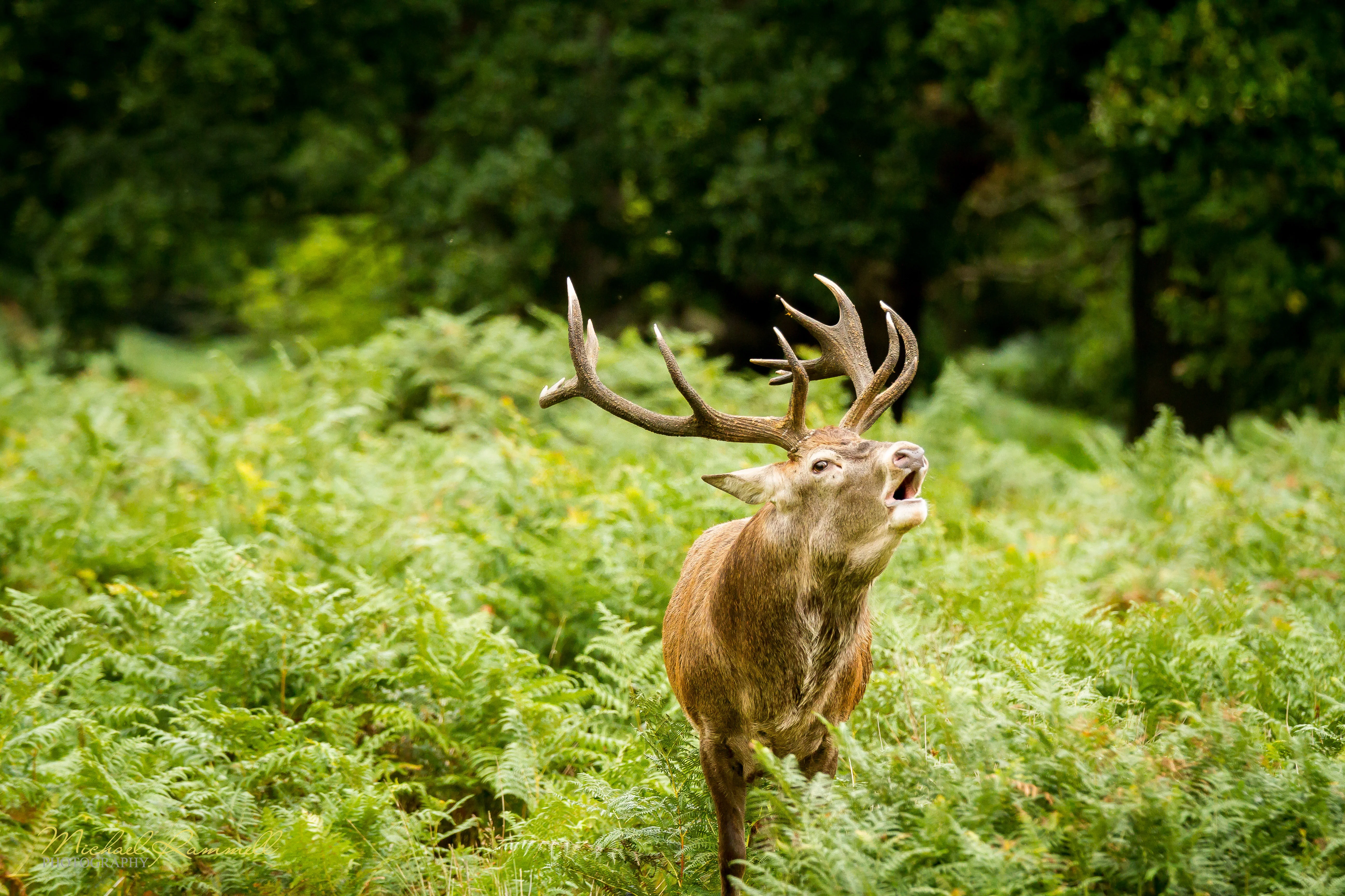 An Audience With The Deer At Richmond Park