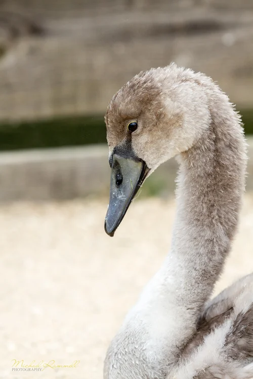 RammellPhotography.com_Dorset Trip 2013-13-4.jpg