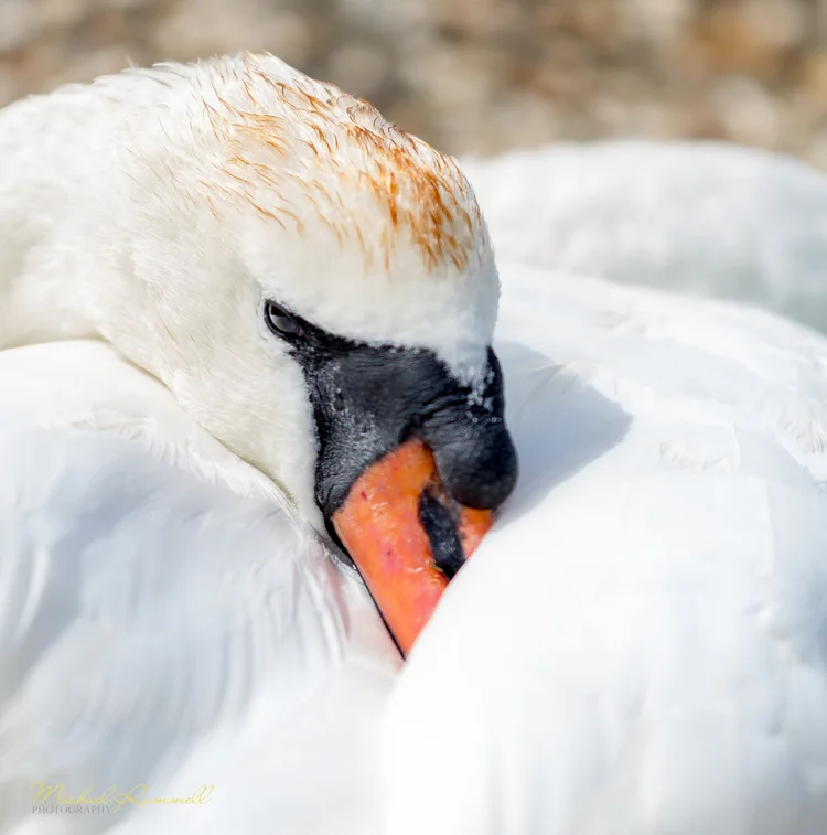 RammellPhotography.com_Dorset Trip 2013-13-3.jpg