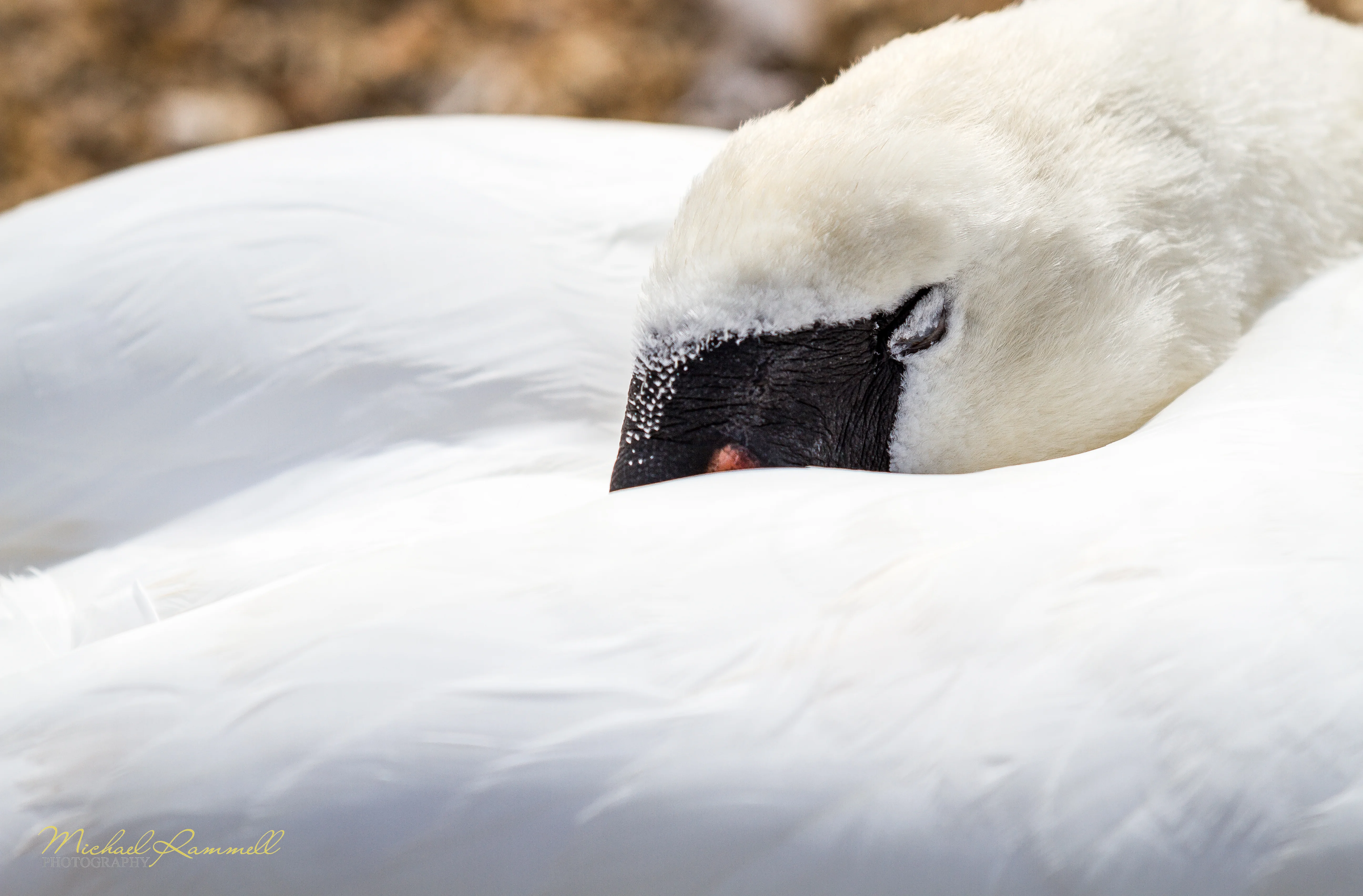 Abbotsbury Swannery